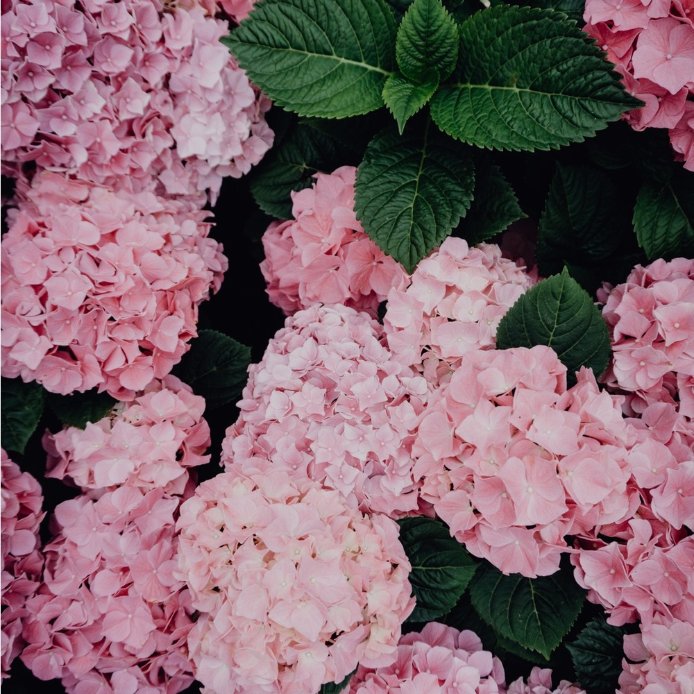 Meet your Posher, Deanna